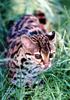 마게이(Margay/Leopardus wiedii)