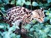 마게이(Margay/Leopardus wiedii)