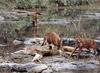 승냥이,아시아들개(Dhole/Cuon alpinus)