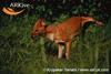 승냥이,아시아들개(Dhole/Cuon alpinus)