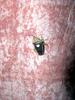 에사키뿔노린재 Sastragala esakii (Heart Bug)