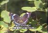 청띠신선나비 Kaniska canace (Blue Admiral Butterfly)