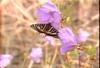 애호랑나비(이른봄애호랑나비) Luehdorfia puziloi (Early Spring Swallowtail)