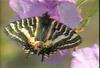 애호랑나비(이른봄애호랑나비) Luehdorfia puziloi (Early Spring Swallowtail)