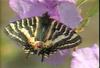 애호랑나비(이른봄애호랑나비) Luehdorfia puziloi (Early Spring Swallowtail)