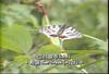 꼬리명주나비 Sericinus montela (Sericin Swallowtail Butterfly)