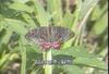 꼬리명주나비(암컷) Sericinus montela (Sericin Swallowtail Butterfly)