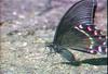 산제비나비 Papilio maackii (Alpine Black Swallowtail)