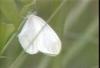 기생나비 Leptidea amurensis (Amur White)