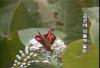 검은테떠들썩팔랑나비 Ochlodes ochracea (Ochracea Skipper)