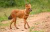 승냥이,아시아들개(Dhole/Cuon alpinus)