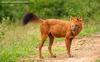 승냥이,아시아들개(Dhole/Cuon alpinus)