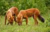 승냥이,아시아들개(Dhole/Cuon alpinus)