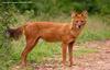 승냥이,아시아들개(Dhole/Cuon alpinus)