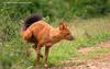 승냥이,아시아들개(Dhole/Cuon alpinus)