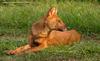 승냥이,아시아들개(Dhole/Cuon alpinus)