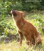 승냥이,아시아들개(Dhole/Cuon alpinus)