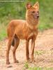 승냥이,아시아들개(Dhole/Cuon alpinus)