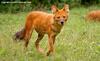 승냥이,아시아들개(Dhole/Cuon alpinus)