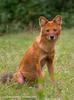 승냥이,아시아들개(Dhole/Cuon alpinus)