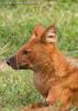 승냥이,아시아들개(Dhole/Cuon alpinus)