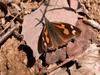 뿔나비 Libythea celtis (Nettle-tree Butterfly)