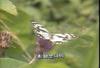 흰뱀눈나비 Melanargia halimede (Snake-eye White Butterfly)