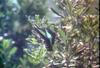 청띠제비나비 Graphium sarpedon (Common Bluebottle)