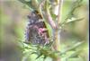 큰멋쟁이나비 Vanessa indica (Indian Red Admiral)