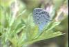 남방부전나비 Pseudozizeeria maha (Pale Grass Blue Butterfly)