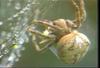 산왕거미 Araneus ventricosus (Spider)