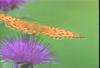 은줄표범나비 Argynnis paphia (Silver Washed Fritillary)