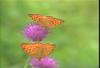 은줄표범나비 Argynnis paphia (Silver Washed Fritillary)