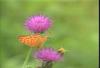 은줄표범나비 Argynnis paphia (Silver Washed Fritillary)