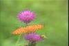 은줄표범나비 Argynnis paphia (Silver Washed Fritillary)