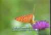 흰줄표범나비 Argyronome laodice (Pallas's Fritillary)