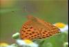 흰줄표범나비 Argyronome laodice (Pallas's Fritillary)