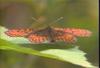 작은은점선표범나비 Clossiana selene (Small Pearl-bordered Fritillary)