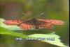 작은은점선표범나비 Clossiana selene (Small Pearl-bordered Fritillary)