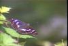 오색나비 Apatura ilia (Lesser Purple Emperor)