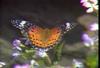 암끝검은표범나비(암컷) Argyreus hyperbius (Indian Fritillary)