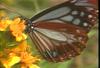 왕나비(제주왕나비) Parantica sita (Chestnut Tiger Butterfly)