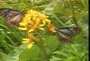 왕나비(제주왕나비) Parantica sita (Chestnut Tiger Butterfly)