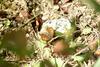 작은주홍부전나비 Lycaena phlaeas (Small Copper Butterfly)