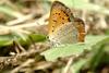 작은주홍부전나비 Lycaena phlaeas (Small Copper Butterfly)