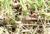 등검은메뚜기 Euprepocnemis shirakii (Black-backed Grasshopper)