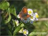 작은주홍부전나비(Lycaena phlaeas)