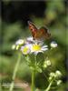 작은주홍부전나비(Lycaena phlaeas)