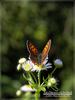 작은주홍부전나비(Lycaena phlaeas)