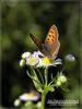 작은주홍부전나비(Lycaena phlaeas)